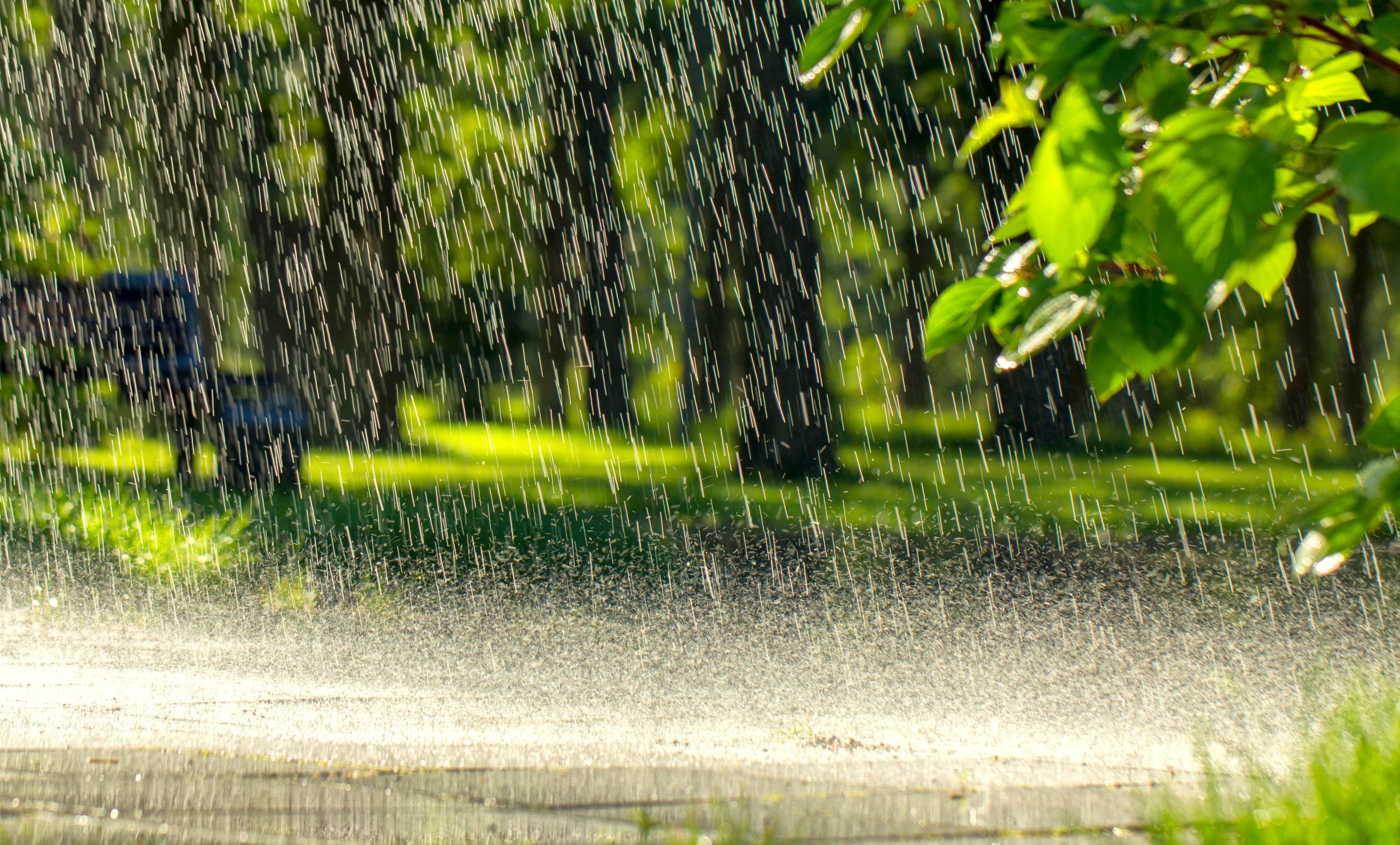 Pluie tombant sur un sol végétalisé